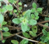 Thymus praecox subsp. praecox