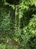 Campanula bononiensis
