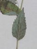 Campanula lactiflora