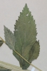 Campanula lactiflora