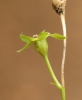 Campanula persicifolia