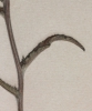 Campanula sibirica