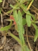Campanula sibirica