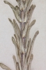 Campanula thyrsoides