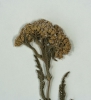 Achillea asplenifolia
