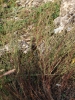 Artemisia campestris