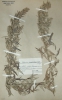 Artemisia gnaphalodes