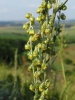 Artemisia pancicii