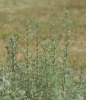 Artemisia pontica
