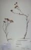 Aster tripolium subsp. pannonicus