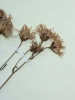 Aster tripolium subsp. pannonicus