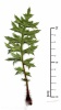 Carlina acaulis subsp. acaulis