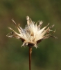 Centaurea stoebe