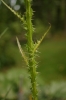Cirsium brachycephalum