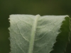 Cirsium pannonicum