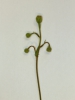 Crepis foetida subsp. rhoeadifolia
