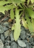 Crepis foetida subsp. rhoeadifolia