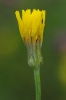 Crepis pannonica