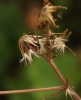 Crepis sibirica
