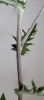 Echinops sphaerocephalus