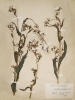 Erechtites hieraciifolia