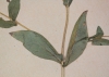 Guizotia abyssinica