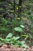 Hieracium albinum