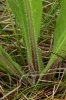 Hieracium caespitosum subsp. brevipilum