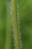 Hieracium caespitosum subsp. brevipilum