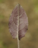 Hieracium maculatum