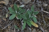 Hieracium pilosella