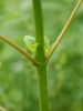 Iva xanthiifolia