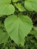 Iva xanthiifolia