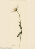Leucanthemum ircutianum