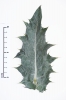 Onopordum acanthium