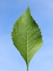 Serratula lycopifolia