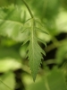 Serratula lycopifolia