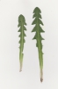 Taraxacum chrysophaenum