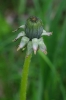 Taraxacum clarum