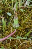 Taraxacum hollandicum