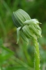 Taraxacum jugiferum