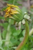 Taraxacum lacerifolium