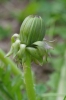 Taraxacum lacerifolium