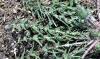 Taraxacum lacistophyllum