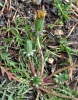 Taraxacum lacistophyllum