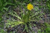 Taraxacum maculatum