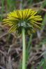 Taraxacum pulchrifolium