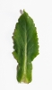 Tephroseris crispa