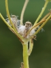 Tephroseris integrifolia