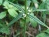 Polygonatum verticillatum